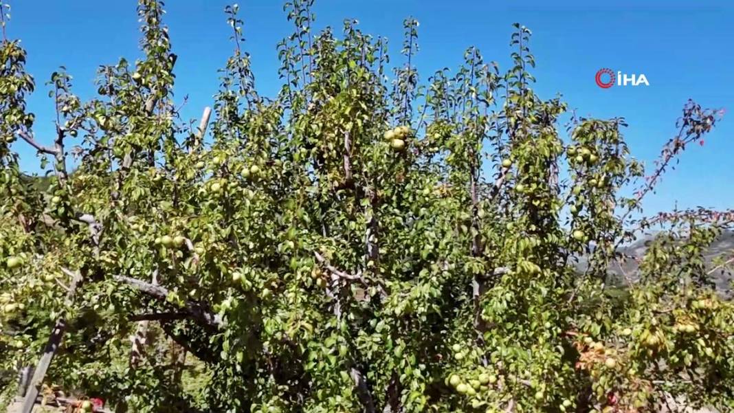 Aylarca depolarda bekletildi: Şimdi tezgahları süsleyecek! Ankara armudunun ilginç yolculuğu şaşırttı 6